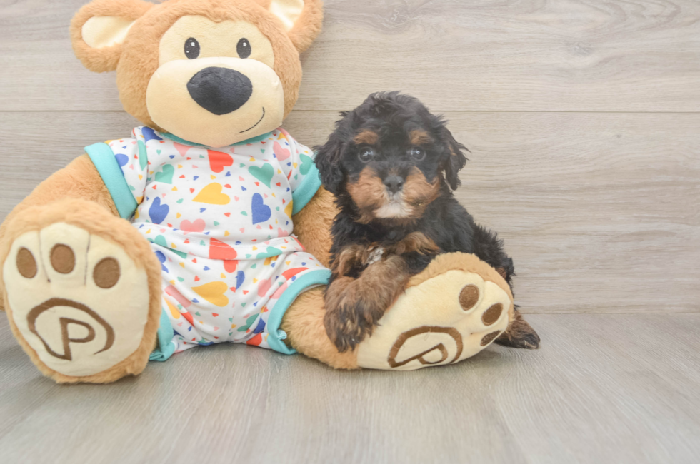 5 week old Cavapoo Puppy For Sale - Florida Fur Babies