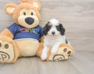 9 week old Cavapoo Puppy For Sale - Florida Fur Babies