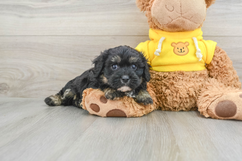 Smart Cavapoo Poodle Mix Pup