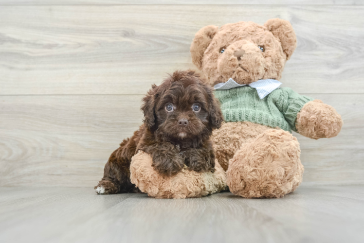 Adorable Cavalier King Charles Spaniel and Poodle Mix Poodle Mix Puppy