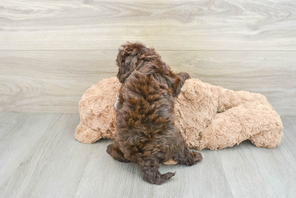 Smart Cavapoo Poodle Mix Pup