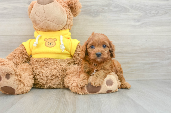 Happy Cavapoo Baby