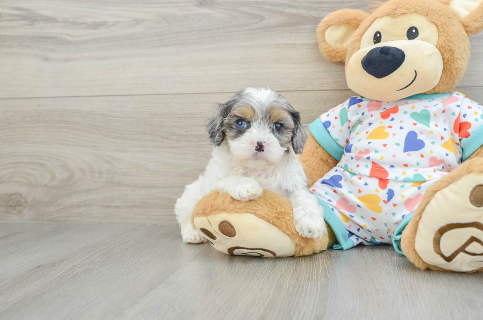 7 week old Cavapoo Puppy For Sale - Florida Fur Babies