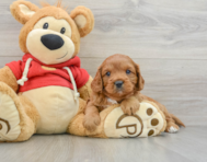 8 week old Cavapoo Puppy For Sale - Florida Fur Babies