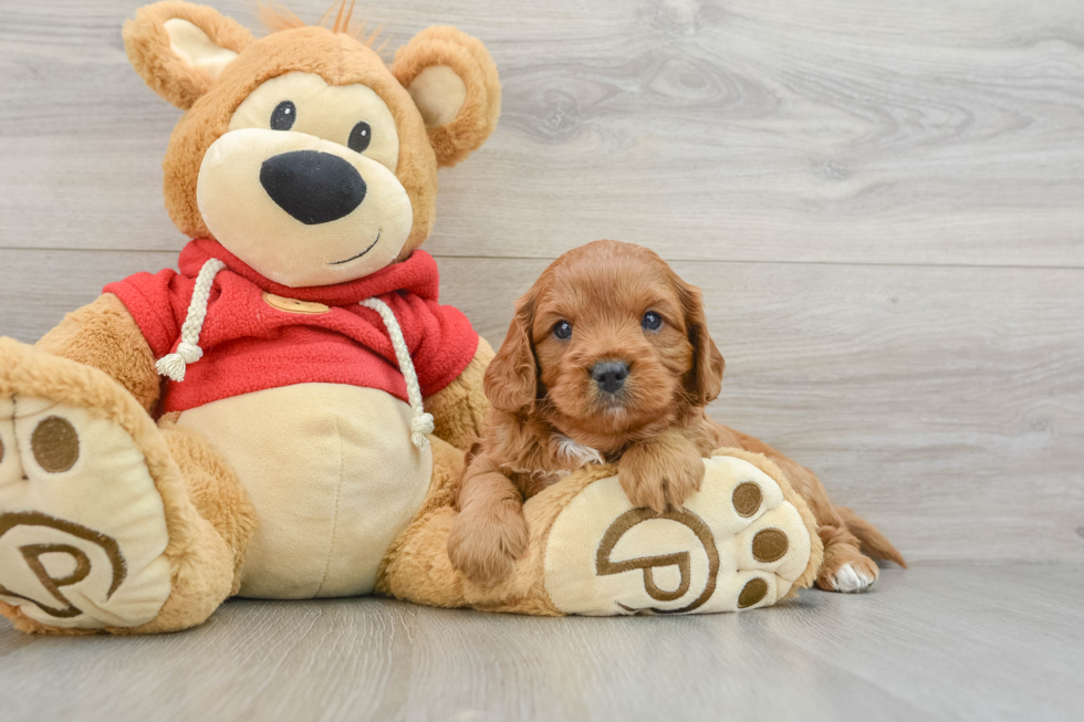 Little Cavipoo Poodle Mix Puppy