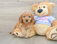 9 week old Cavapoo Puppy For Sale - Florida Fur Babies