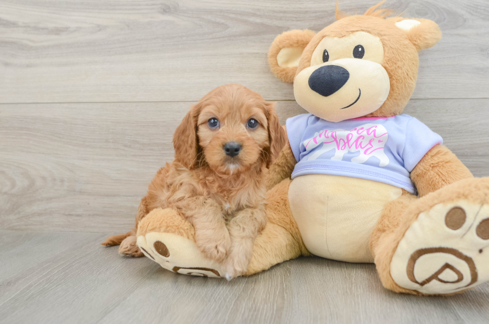 6 week old Cavapoo Puppy For Sale - Florida Fur Babies