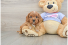 Cavapoo Pup Being Cute