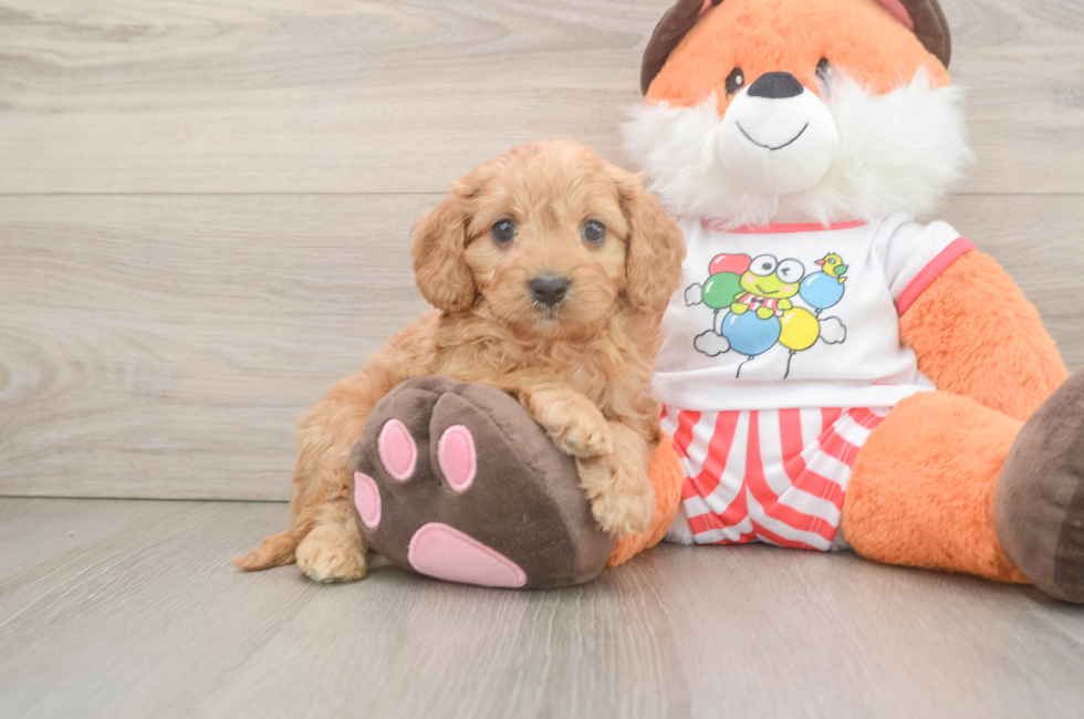 5 week old Cavapoo Puppy For Sale - Florida Fur Babies