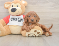 9 week old Cavapoo Puppy For Sale - Florida Fur Babies
