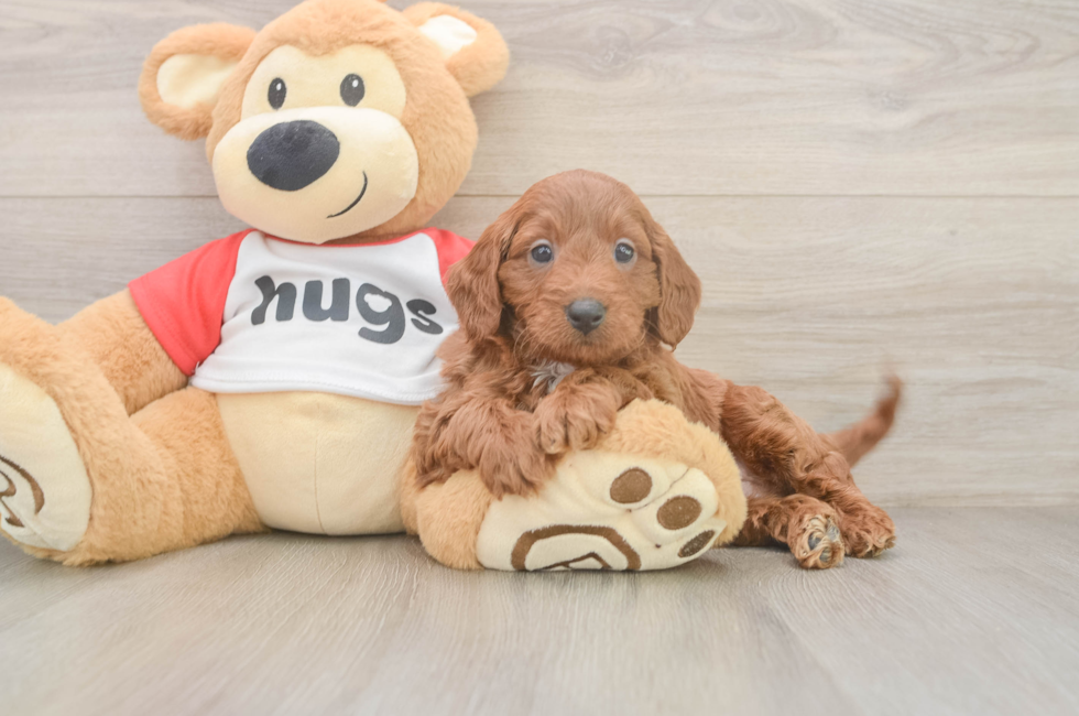6 week old Cavapoo Puppy For Sale - Florida Fur Babies