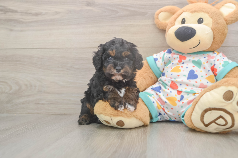 5 week old Cavapoo Puppy For Sale - Florida Fur Babies