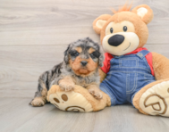 8 week old Cavapoo Puppy For Sale - Florida Fur Babies