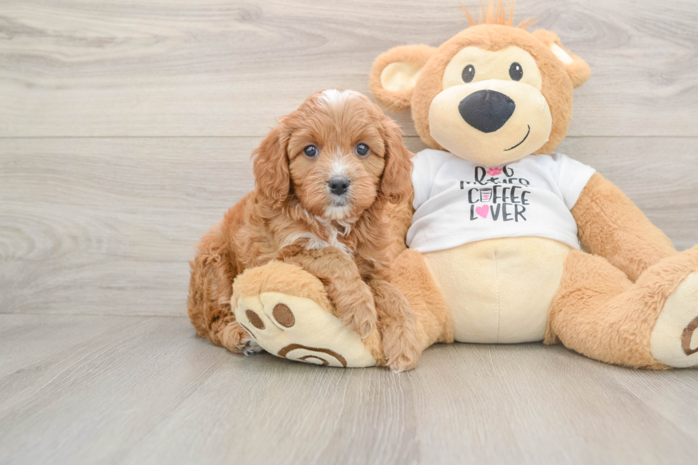 Smart Cavapoo Poodle Mix Pup