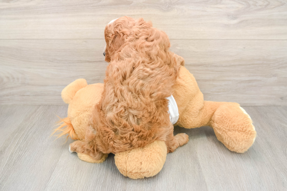 Petite Cavapoo Poodle Mix Pup