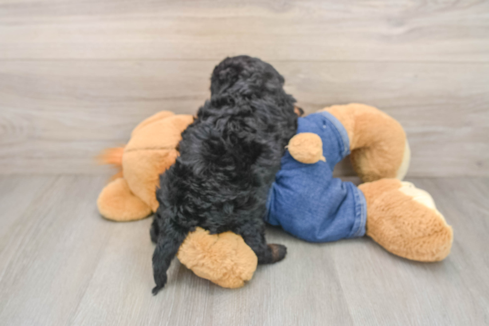 Cavapoo Pup Being Cute