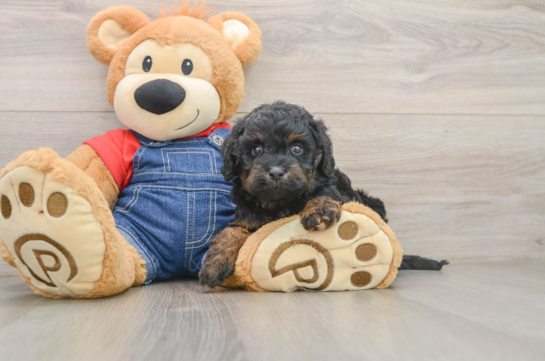 Cavapoo Puppy for Adoption