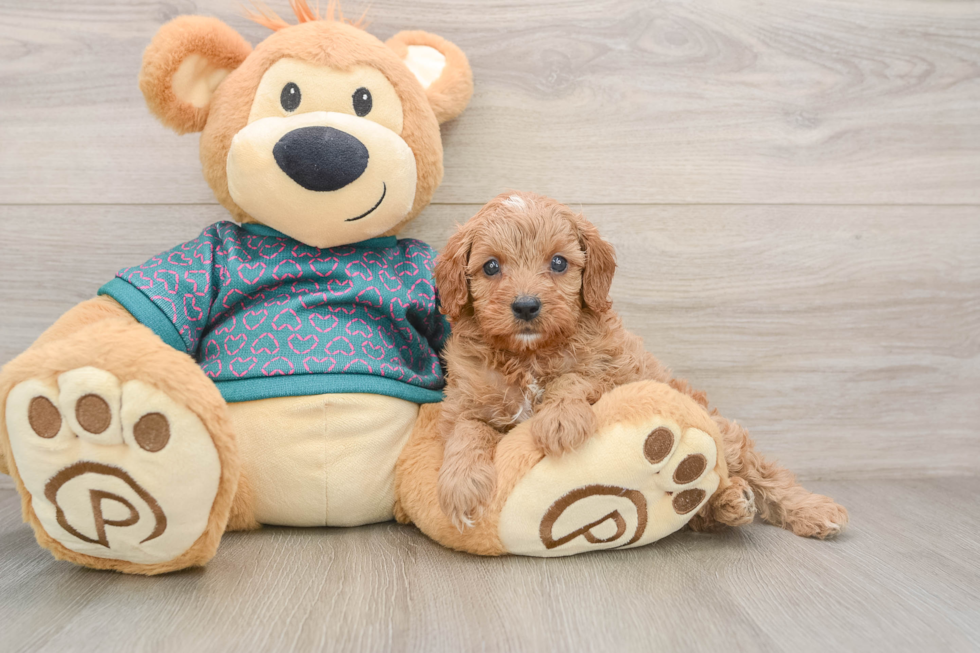 Cavapoo Puppy for Adoption