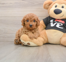 8 week old Cavapoo Puppy For Sale - Florida Fur Babies