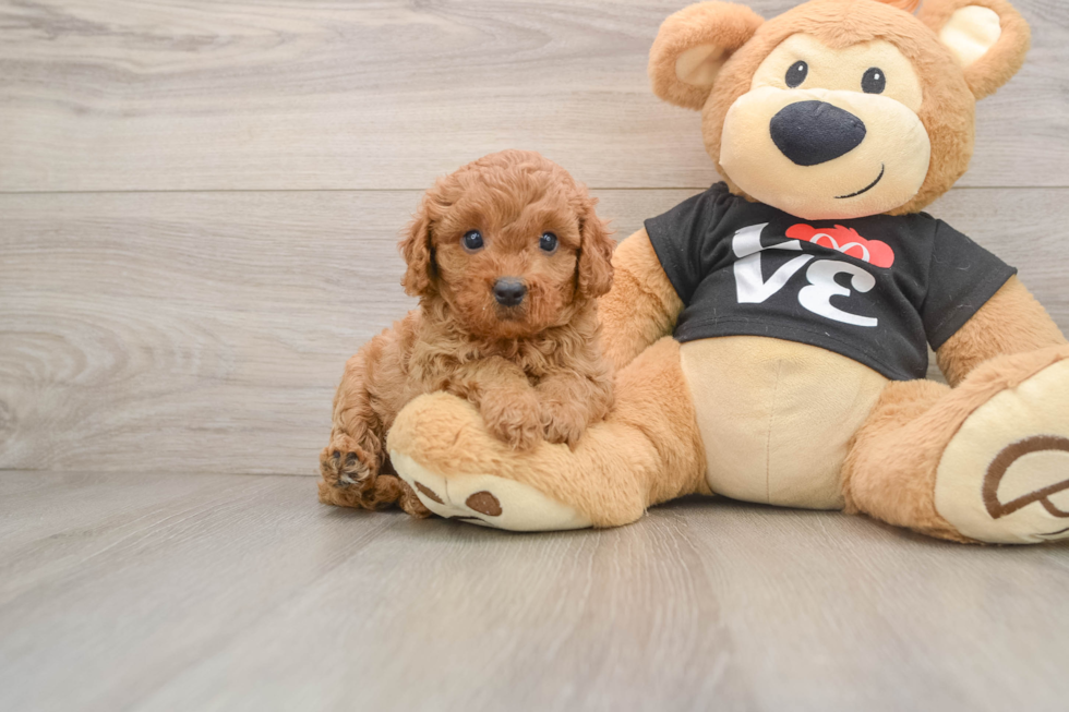 Best Cavapoo Baby