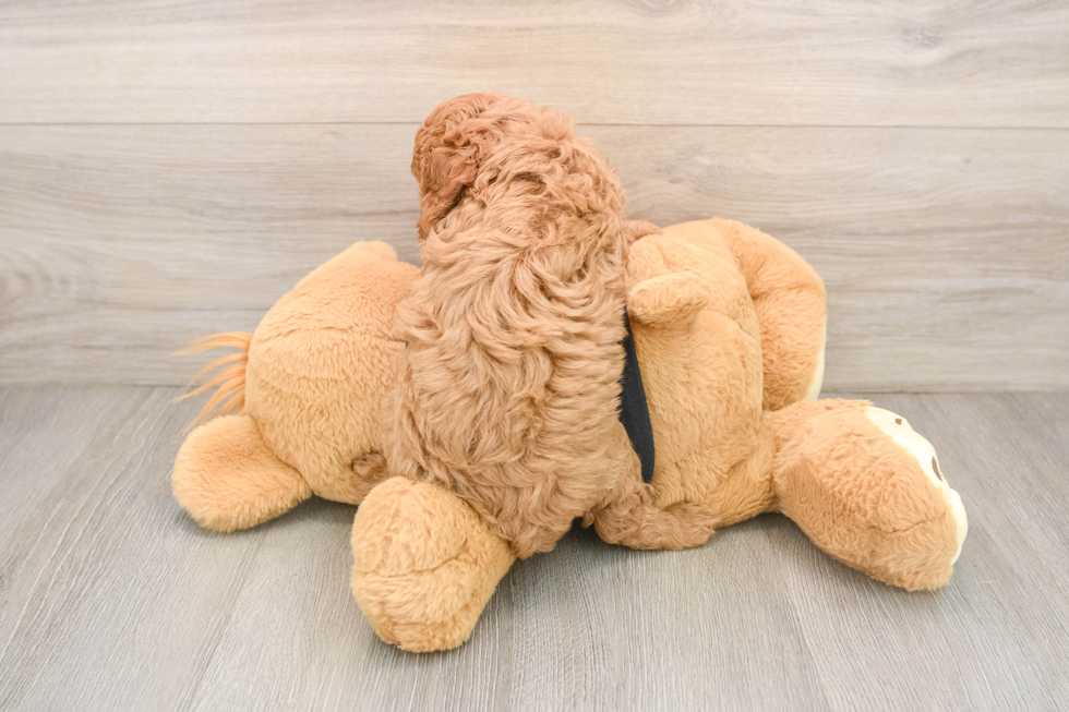 Petite Cavapoo Poodle Mix Pup