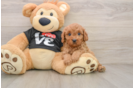Smart Cavapoo Poodle Mix Pup