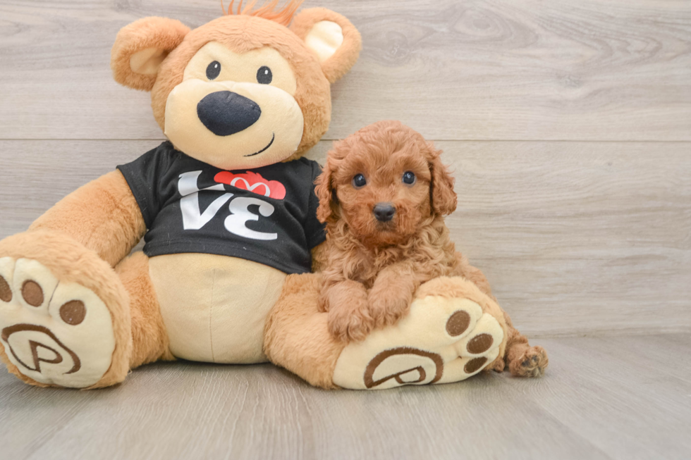Smart Cavapoo Poodle Mix Pup