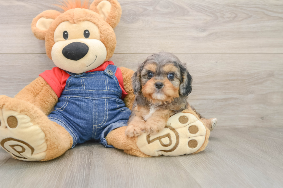 Smart Cavapoo Poodle Mix Pup