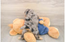 Hypoallergenic Cavadoodle Poodle Mix Puppy