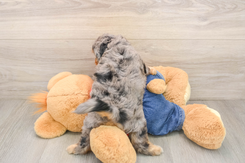 Hypoallergenic Cavadoodle Poodle Mix Puppy