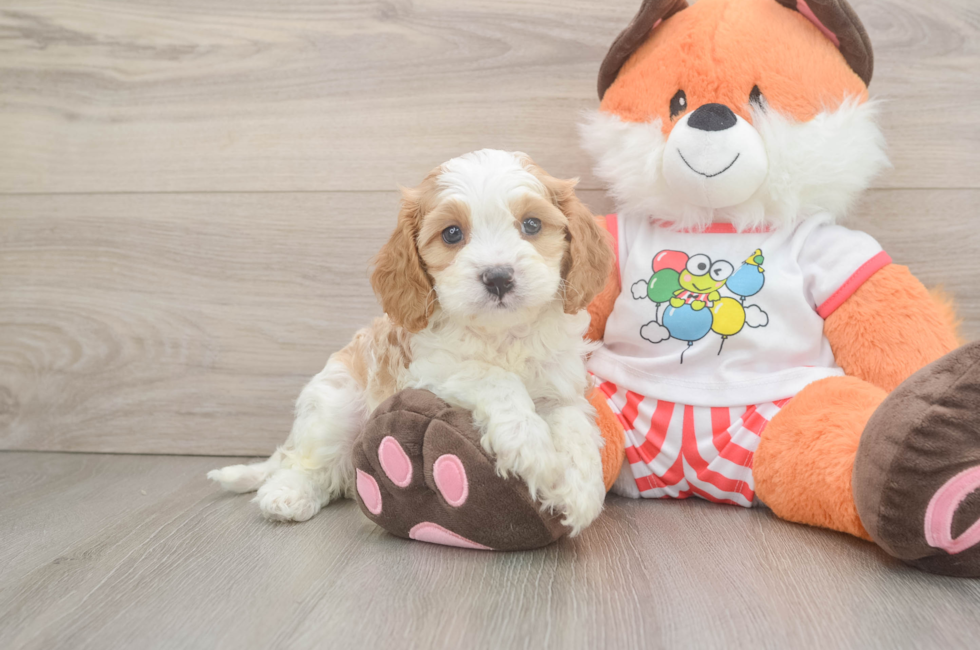 5 week old Cavapoo Puppy For Sale - Florida Fur Babies