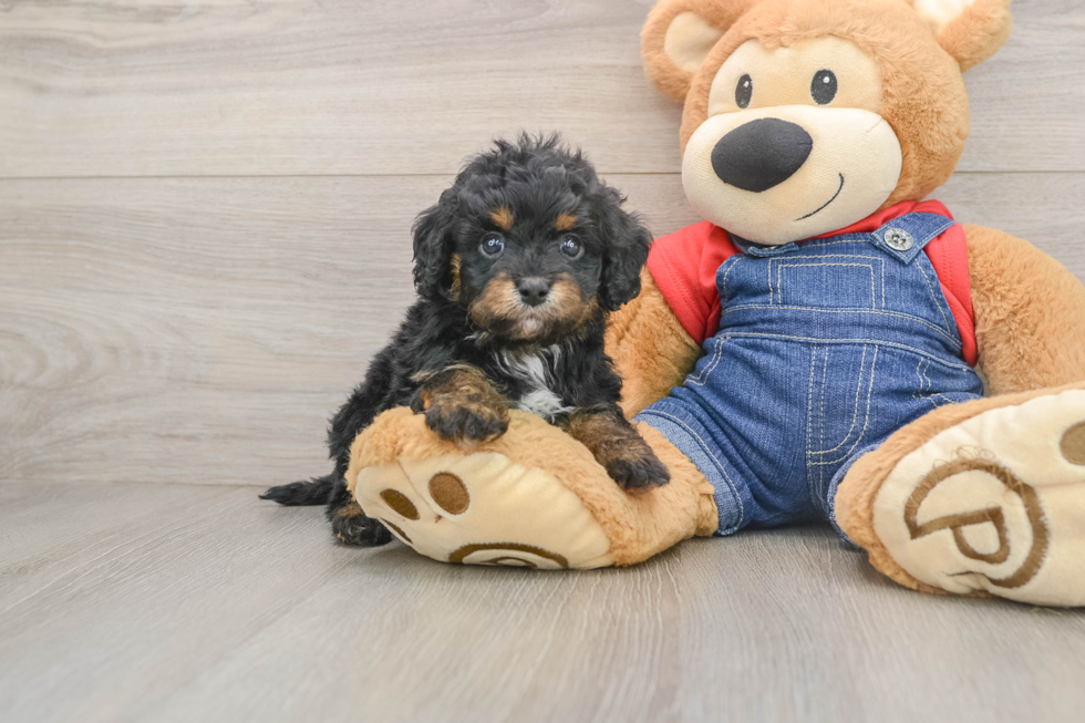 Cavapoo Puppy for Adoption