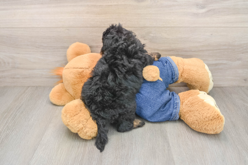 Cavapoo Puppy for Adoption