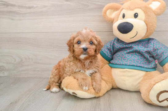 Happy Cavapoo Baby
