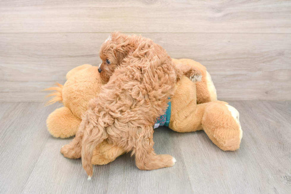 Best Cavapoo Baby