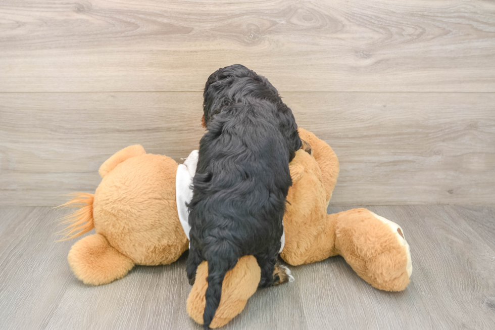 Best Cavapoo Baby