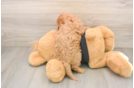 Best Cavapoo Baby