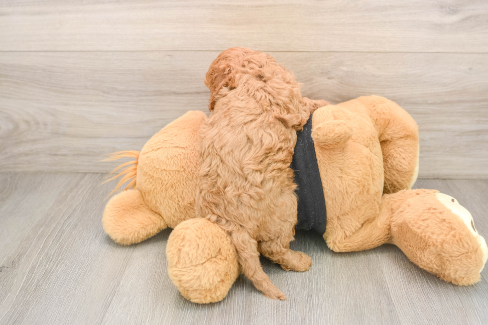Best Cavapoo Baby