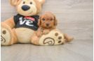 Energetic Cavoodle Poodle Mix Puppy