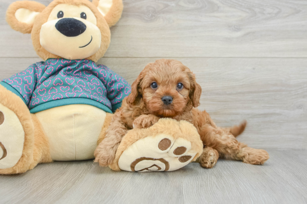 7 week old Cavapoo Puppy For Sale - Florida Fur Babies