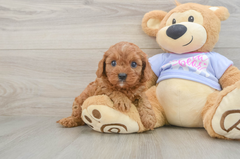 5 week old Cavapoo Puppy For Sale - Florida Fur Babies