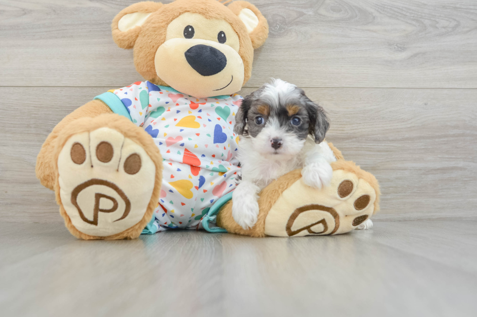 7 week old Cavapoo Puppy For Sale - Florida Fur Babies