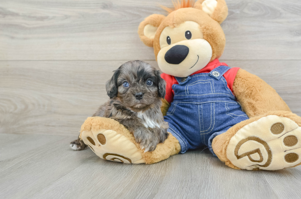 6 week old Cavapoo Puppy For Sale - Florida Fur Babies