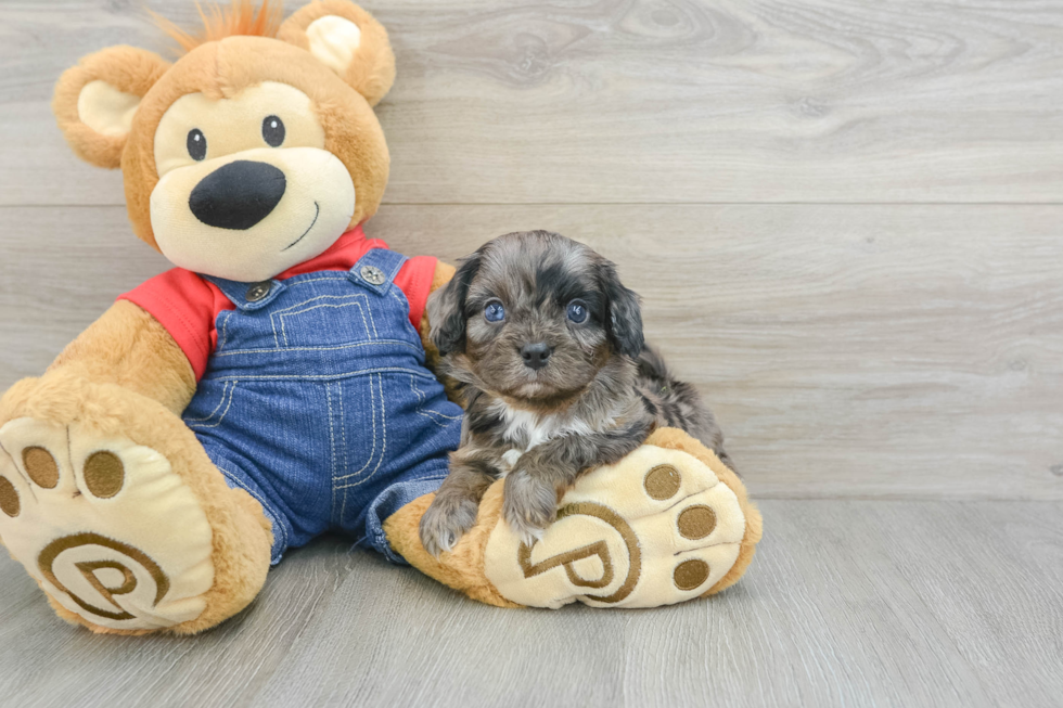 Smart Cavapoo Poodle Mix Pup