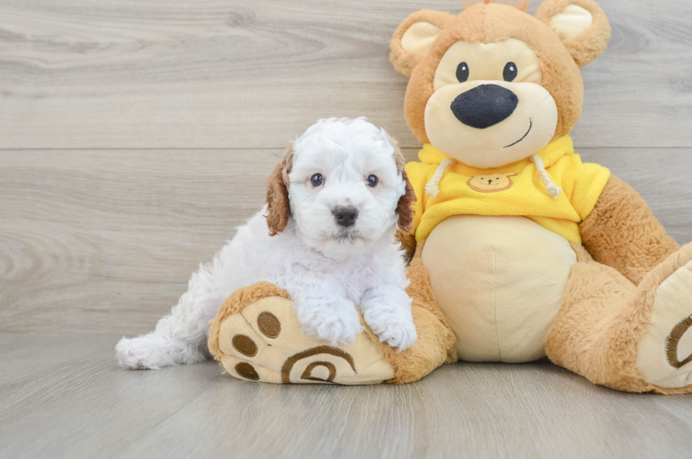 5 week old Cavapoo Puppy For Sale - Florida Fur Babies