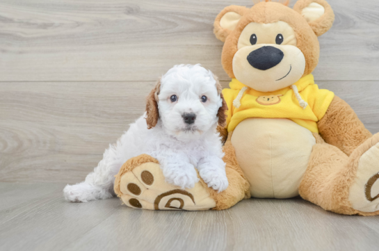 Sweet Cavapoo Baby