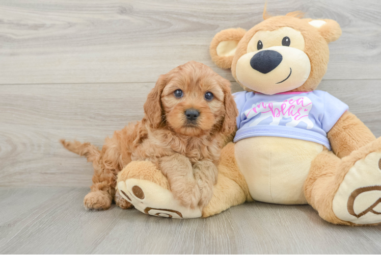 Friendly Cavapoo Baby
