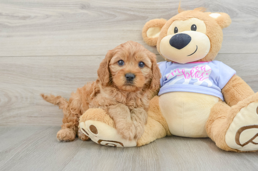 6 week old Cavapoo Puppy For Sale - Florida Fur Babies