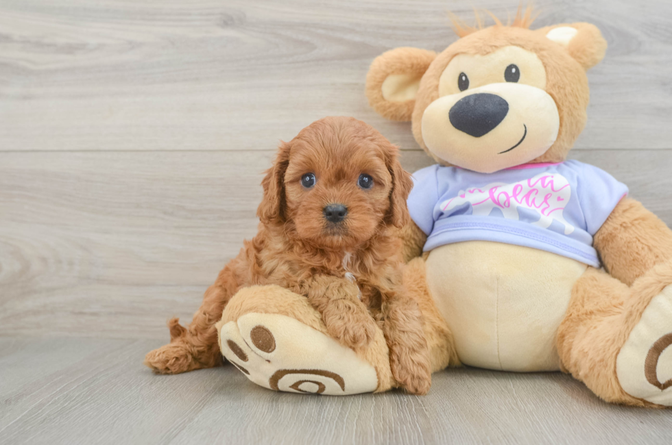 5 week old Cavapoo Puppy For Sale - Florida Fur Babies
