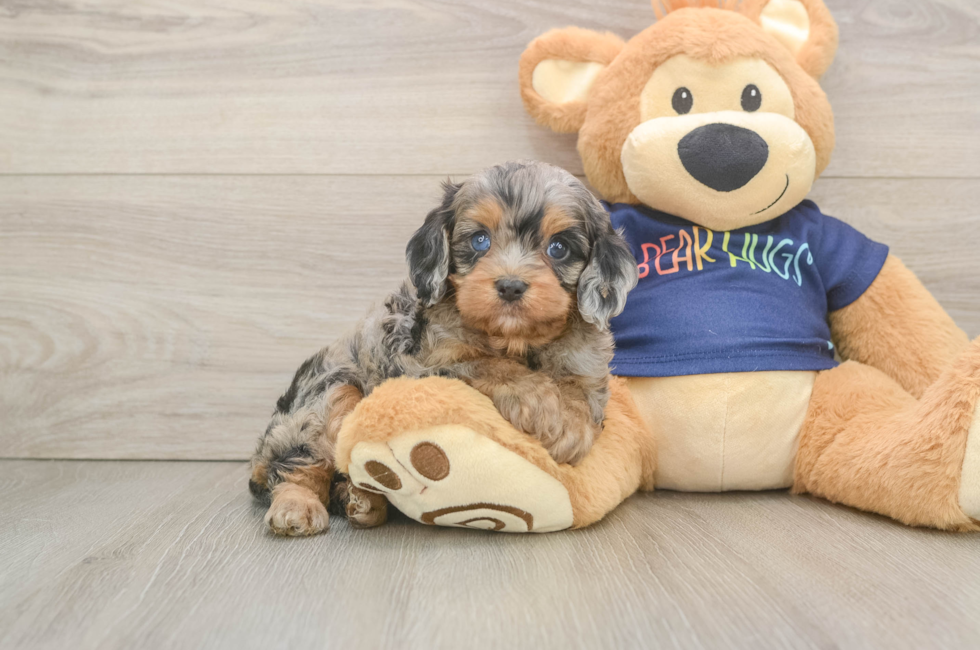 6 week old Cavapoo Puppy For Sale - Florida Fur Babies